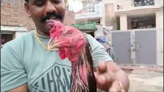 pure madrasi aseel | pure punjabi aseel #aseelmurga #aseel #rooster #punjabi #india #pakistan