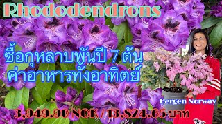 กุหลาบพันปี Rhododendrons 7 ต้น ค่าอาหารทั้งอาทิตย์ ช่างกล้านะสา! เป็นลมแพร๊บ 3,949 Kr/ 13,824 บาท