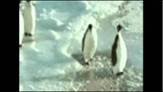 Penguin slaps other penguin into ice