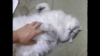 猫チンチラゴールデンとシルバーのアール♀とエル♂。Golden and silver chinchilla cat. aru\u0026eru.(20130714 051946)