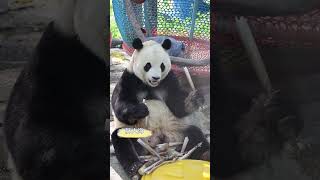 大熊猫福星 |  胖大海吃竹笋好可爱 #大熊猫 #panda #cutepanda