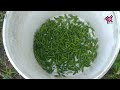 കാന്താരി കൃഷി കാന്താരി മുളക് കൃഷി kanthari chilly cultivation kanthari mulaku krishi