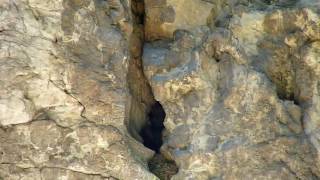 Wallcreeper at nest site Trigrad Bulgaria