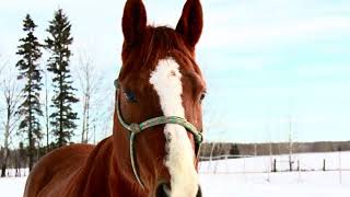 SMART WAR LYNX 2014 Gelding