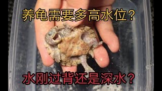 【鱼斯基 】养龟水位需要多高？水少了龟没状态水多了怕呛水淹死？水位高度应该因龟而异！