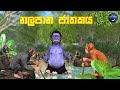Lapati Sina - Nalapana Jathakaya | ලපටි සිනා - නලපාන ජාතකය | 3D Animated Short Film Sri Lanka