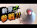 文鳥も全員参戦！！