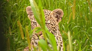 The Fight for Survival in Namibia's Animal Kingdom | Our World