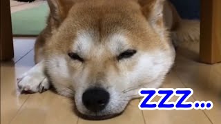 おやつの催促が叶わず、拗ねているうちにだんだん眠くなってきた柴犬　#shorts