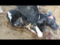 calf birth in kibutz hannaton israel המלטת עגלה