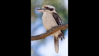 nano-block kookaburra(p.t.1)