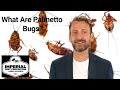 what are palmetto bugs