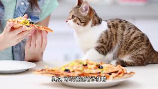 #猫 猫咪爱上你的秘诀：如何让它们更亲近你？