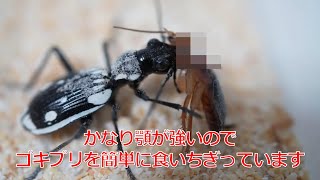 【ヘビフロ】プレデタービートルにゴキブリが食われるシーン