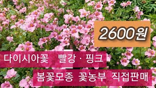 다이시아꽃  (빨강ㆍ핑크 )봄꽃모종  꽃농부 직접판매 합니다