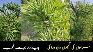 Mustard High Yield Variety / Mustard Farming / Sarson ki Kasht Pakistan / Innovative Business