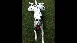 Dalmatian Tired After Playing But Still Does As Told