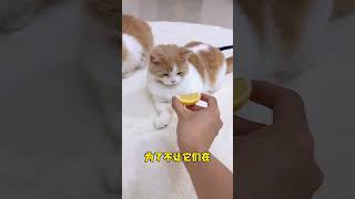 被小奶猫吸的感觉太奇妙了 #铲屎官的乐趣 #小奶猫 #猫咪的迷惑行为