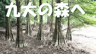 [九大の森] 福岡空港からレンタカーを借りて篠栗九大の森へ行ってきました