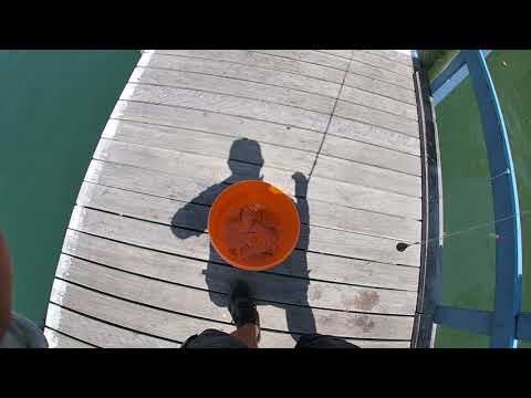 Are herring good bait?