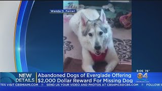 $2K Reward For Missing Disabled Dog