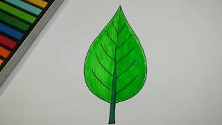 HOW TO DRAW LEAF AND COLOR  l DRAWING AND COLORING