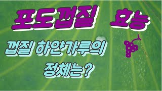 [몸앤네이쳐] 포도껍질 효능 - 포도를 껍질째 먹는 매력.....................하얀가루 먹어도 되나요