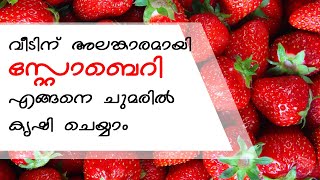 How to Plant strawberry on wall | വീടിനു അലങ്കാരമായി എങ്ങനെ സ്റ്റൗബെറി എളുപ്പത്തിൽ  ചുമരിൽ നടാം   |