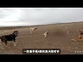 8条坎高犬为保护2600只羊免受狼袭，和狼群爆发冲突，并成功抓住一匹野狼 狼群 牧羊犬 坎高犬 狼