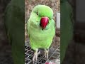 Fluffy Indian Parrot🦜 #parrot #cute #indianringneck #parrot #pet #birds #funny #like #youtubeshorts