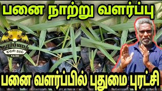 பனை நாற்று வளர்ப்பு. பனை வளர்ப்பில் புதுமை புரட்சி