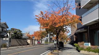 【紅葉】東区白壁 オオカンザクラの並木道2024年12月上旬