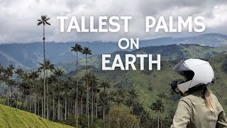 [S.2 Ep.6] Salento to Toche - Largest wax palm forest in the world