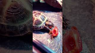 Tortoise Tea Time #animals #fyp #shorts #trending #youtube #viral #asmr