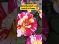 the most beautiful and unique flower in the world#nature #ytshorts#shortvideo#shortsfeed#shorts#rose