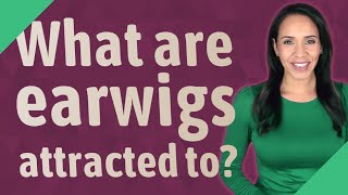 What are earwigs attracted to?