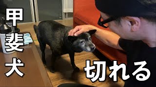 甲斐犬をぶち切られる