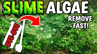 How To Get Rid Of GREEN SLIME / Blue Green Algae In Aquarium - Easy Cyanobacteria Removal