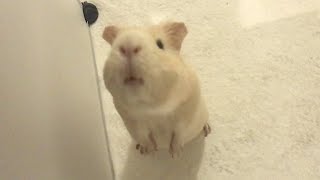 おかえり！してくれるモルモット ʕ•ᴥ•ʔ【モイちゃん日記】  kawaii guinea pig