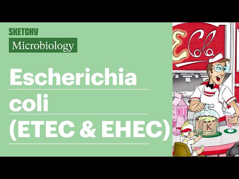 What is the difference between EHEC and ETEC?