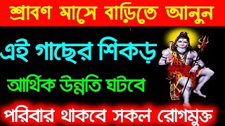 শ্রাবণ মাসে বাড়িতে আনুন এই গাছের মূল সংসারে আর্থিক উন্নতি অবধারিত পরিবার থাকবে রোগমুক্ত