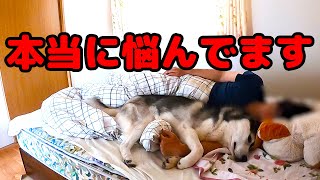 愛犬の困った行動に・・・本当に悩んでます。ハスキー犬と保護犬トイプードル