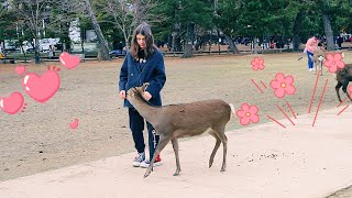 訪問する 日本の鹿公園 🇯🇵奈良公園の鹿 🦌🦌 visiting deer 🦌 park in Japan 🇯🇵🇯🇵