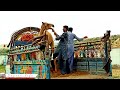 camel loading in truck how to camel load camel baby loading desertlife