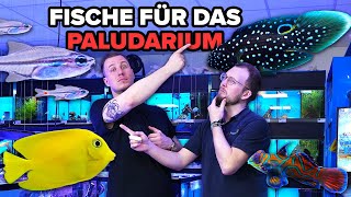 Welche FISCHE für das MEERWASSER-PALUDARIUM?! + Aktueller Stand