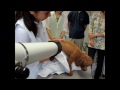 犬ののシャンプーの仕方５（乾かし方） by遠藤エマ 【自分でできる犬のトリミング方法】