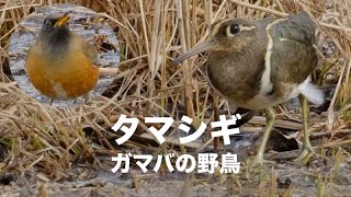 タマシギ現る 水元公園野鳥