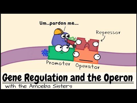 What is the function of an operator in biology?
