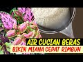 BIKIN MIANA CEPAT RIMBUN | POC AIR CUCIAN BERAS | FERMENTASI