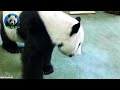 20150718團團打紅蘿蔔好easy the giant panda tuan tuan